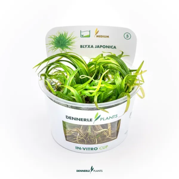 Planta acvariu Dennerle Blyxa Japonica In-Vitro