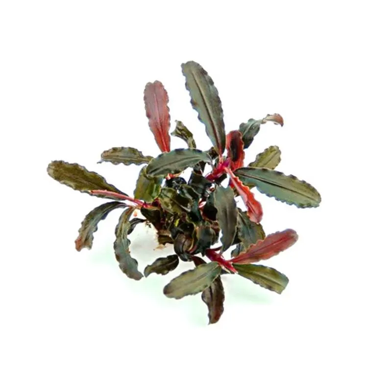 Planta acvariu Dennerle Bucephalandra sp. 'Red Scorpio'