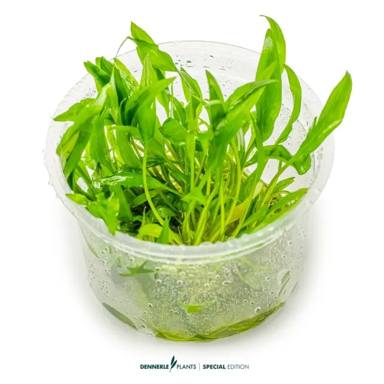 Planta acvariu Dennerle Cryptocoryne 'Green Gecko' (editie limitata) In-Vitro
