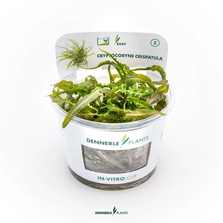 Planta acvariu Dennerle Cryptocoryne crispatula In-Vitro