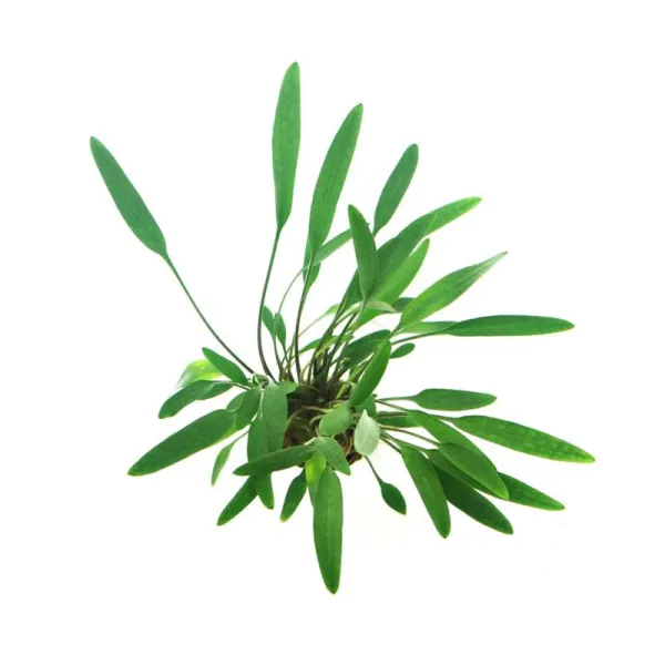 Planta acvariu Dennerle Cryptocoryne lucens