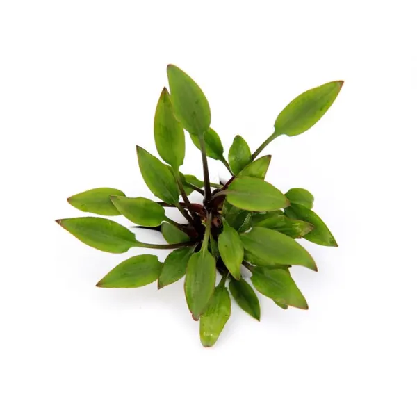 Planta acvariu Dennerle Cryptocoryne lutea 'Hobbit'