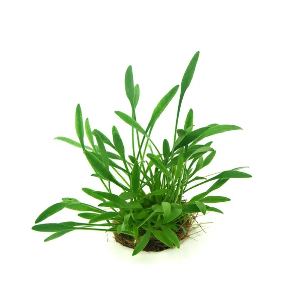 Planta acvariu Dennerle Cryptocoryne parva