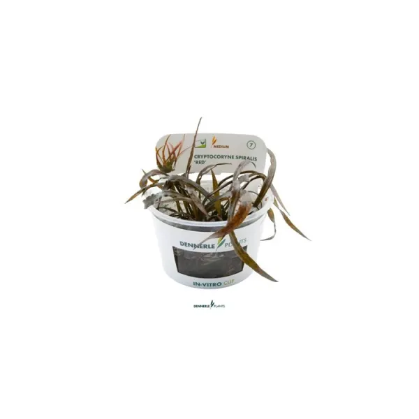 Planta acvariu Dennerle Cryptocoryne spiralis 'Red' In-Vitro