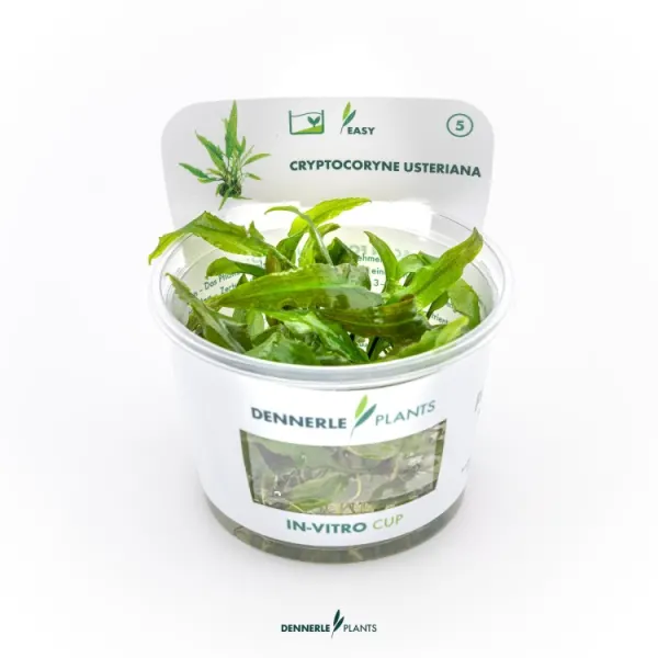 Planta acvariu Dennerle Cryptocoryne usteriana In-Vitro