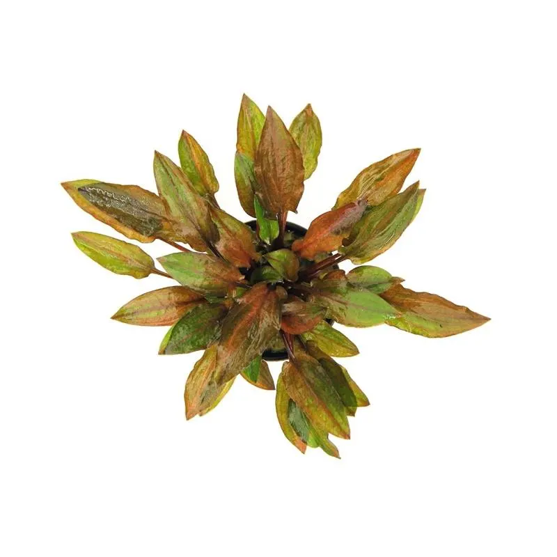 Planta acvariu Dennerle Cryptocoryne walkeri legroi