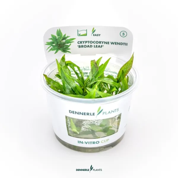 Planta acvariu Dennerle Cryptocoryne wendtii 'Broad Leaf' In-Vitro