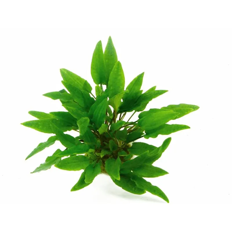 Planta acvariu Dennerle Cryptocoryne Wendtii 'Green'