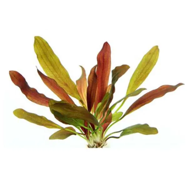 Planta acvariu Dennerle Echinodorus 'Red Chameleon'