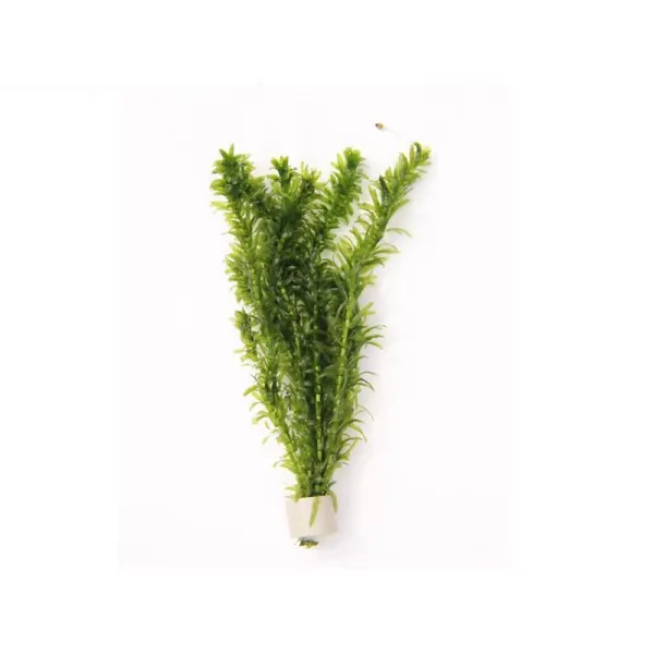 Planta acvariu Dennerle Egeria Densa