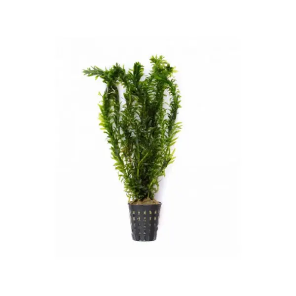 Planta acvariu Dennerle Egeria Densa Tropical type