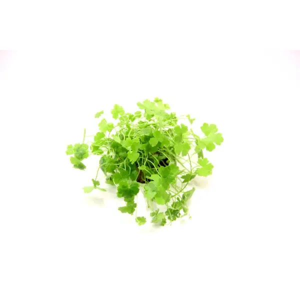 Planta acvariu Dennerle Hydrocotyle tripartita