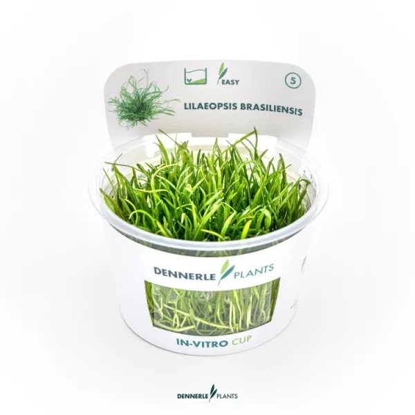 Planta acvariu Dennerle Lilaeopsis Brasiliensis In-Vitro