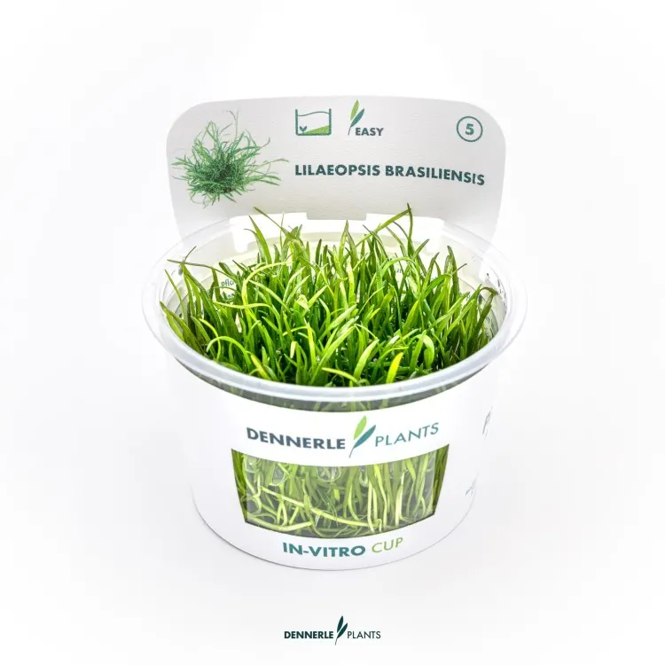 Planta acvariu Dennerle Lilaeopsis Brasiliensis In-Vitro