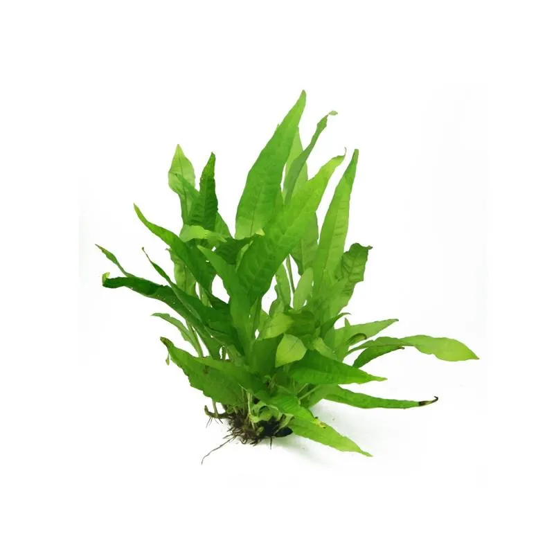 Planta acvariu Dennerle Microsorum Pteropus