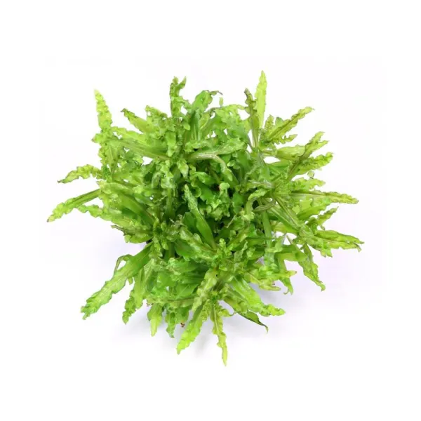 Planta acvariu Dennerle Pogostemon Helferi
