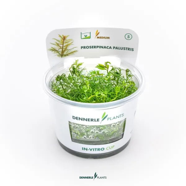 Planta acvariu Dennerle Proserpinaca palustris In-Vitro