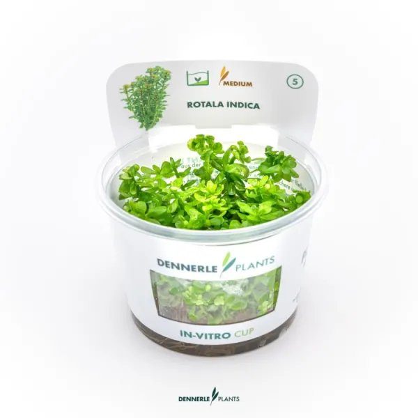 Planta acvariu Dennerle Rotala indica In-Vitro