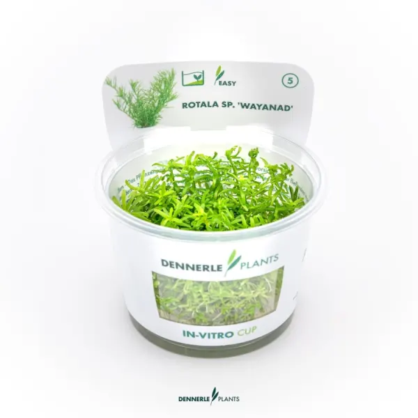 Planta acvariu Dennerle Rotala sp. Wayanad In-Vitro
