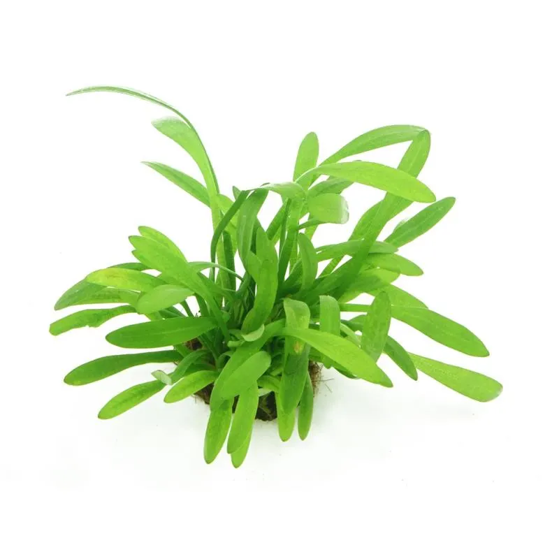 Planta acvariu Dennerle Sagittaria subulata var pusilla