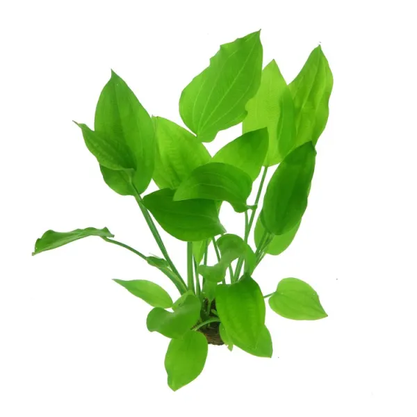 Planta acvariu Echinodorus Argentinensis (palifolius) Dennerle
