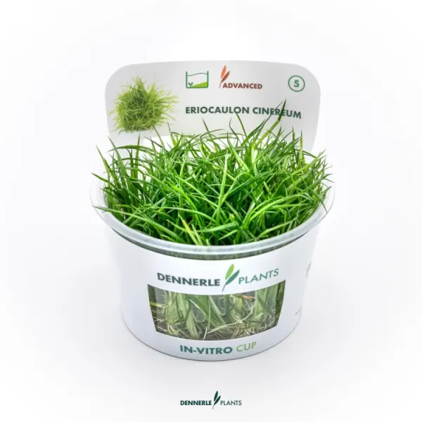 Planta acvariu Eriocaulon Cinereum In-Vitro Dennerle
