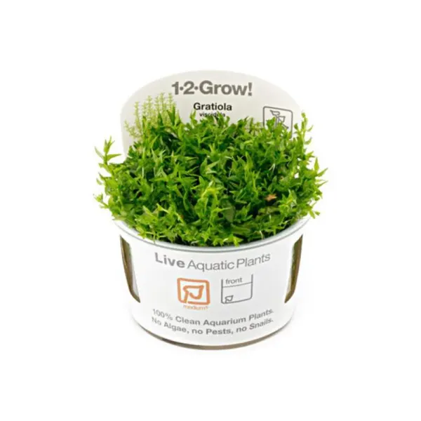 Planta acvariu Gratiola viscidula in vitro Tropica