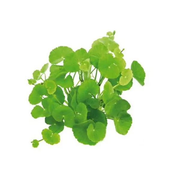 Planta acvariu Hydrocotyle leucocephala Stoffels