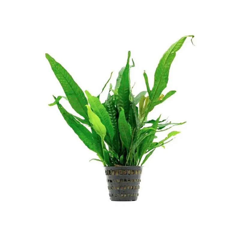 Planta acvariu Microsorum Pteropus Stoffels