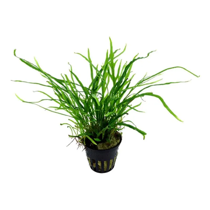 Planta acvariu Microsorum Pteropus Trident Tropica