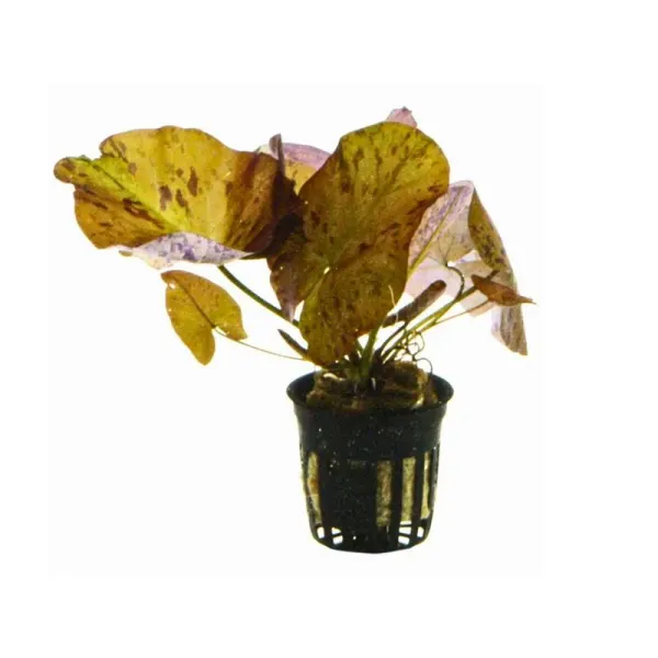 Planta acvariu Nymphaea Lotus Zenkeri Red Stoffels