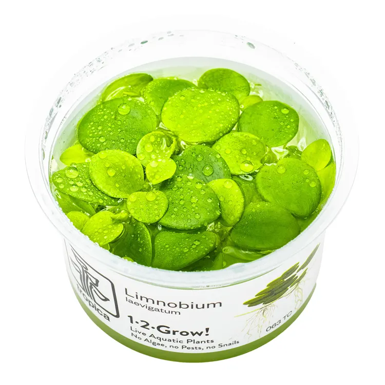 Planta acvariu plutitoare Tropica Limnobium Laevigatum In-Vitro