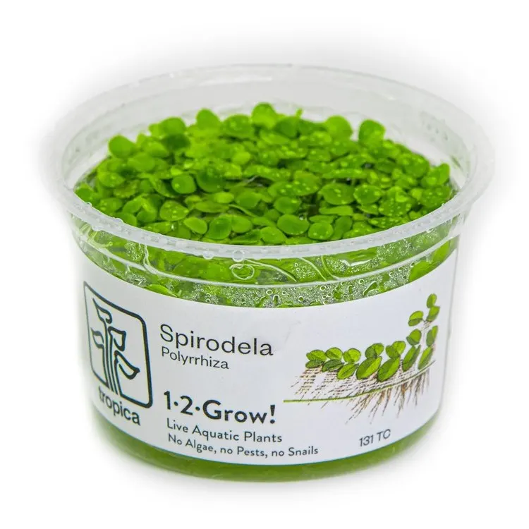 Planta acvariu plutitoare Tropica Spirodela Polyrrhiza In-Vitro