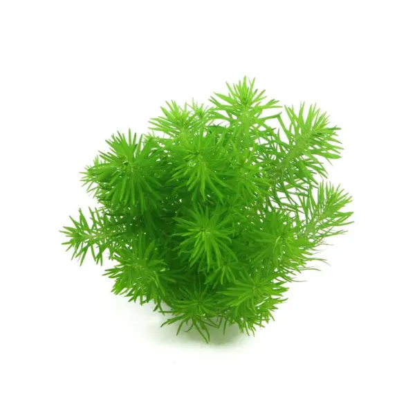 Planta acvariu Pogostemon deccanensis Erectus Tropica