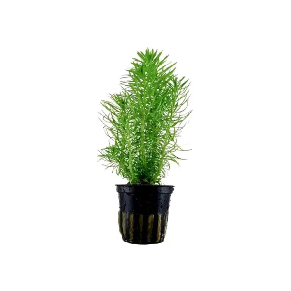 Planta acvariu Pogostemon Erectus Stoffels