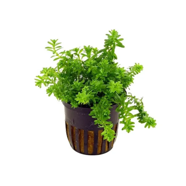 Planta acvariu Rotala sp. Nanjenshan (Boschii) Stoffels