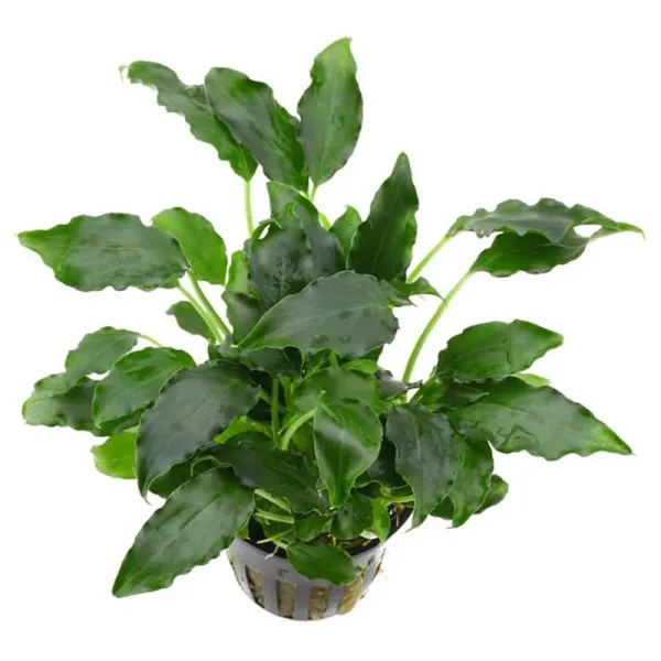 Planta acvariu Schismatoglottis prietoi Stoffels