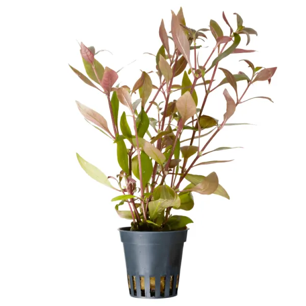 Planta acvariu Stoffels Alternanthera reineckii 'Cardinalis'