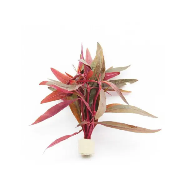 Planta acvariu Stoffels Alternanthera sessilis