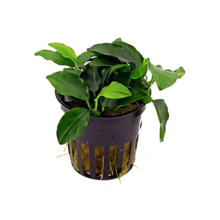 Planta acvariu Stoffels Anubias Barteri Nana