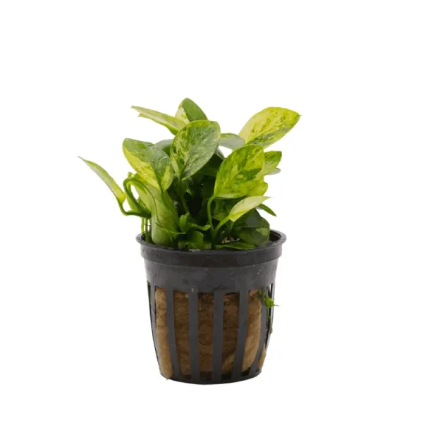 Planta acvariu Stoffels Anubias nana marble