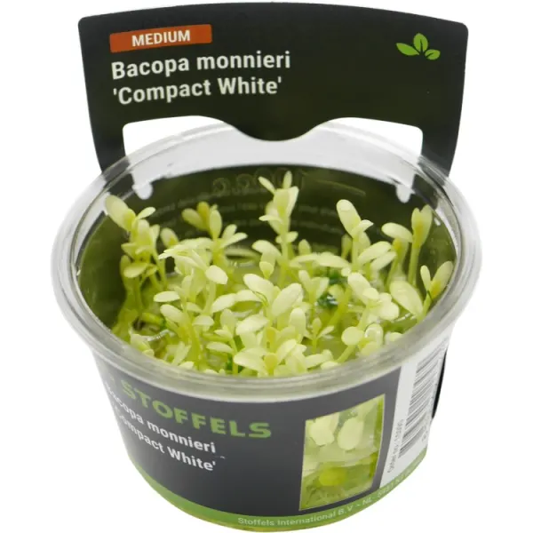 Planta acvariu Stoffels Bacopa monnieri 'Compact White' In-Vitro