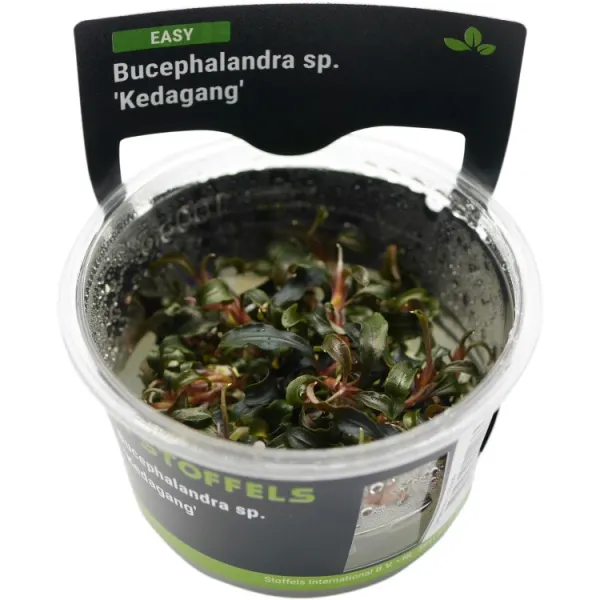 Planta acvariu Stoffels Bucephalandra 'Kedagang' In-Vitro