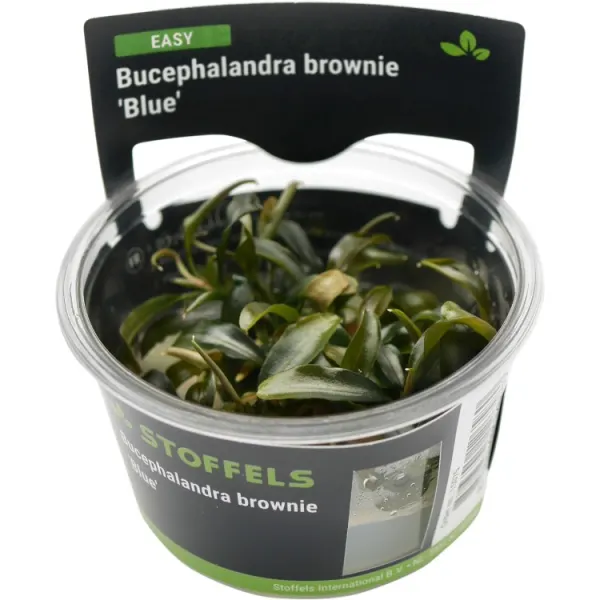 Planta acvariu Stoffels Bucephalandra brownie 'Blue' In-Vitro
