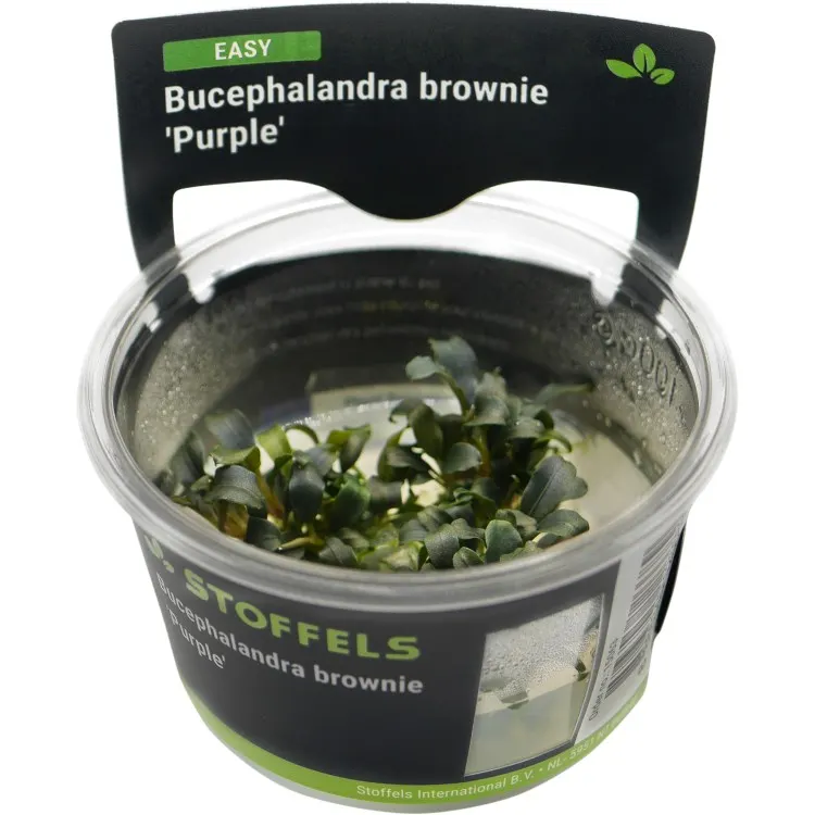 Planta acvariu Stoffels Bucephalandra brownie 'Purple' In-Vitro