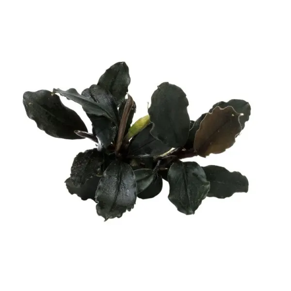 Planta acvariu Stoffels Bucephalandra brownie Ghost Ulu Kapus