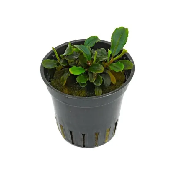 Planta acvariu Stoffels Bucephalandra sp. 'Mini Red'