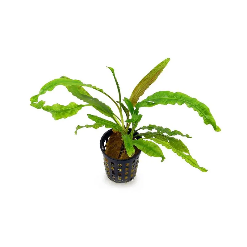Planta acvariu Stoffels Cryptocoryne Crispatula Balansae