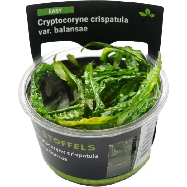Planta acvariu Stoffels Cryptocoryne crispatula var. Balansae In-Vitro