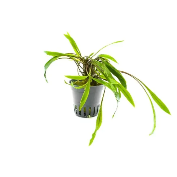 Planta acvariu Stoffels Cryptocoryne spiralis 'Red'